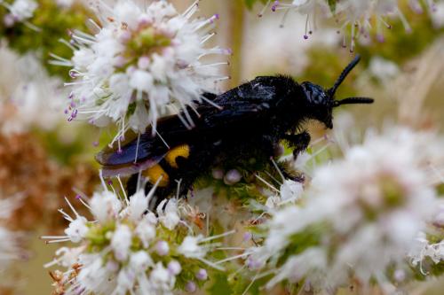 Scolia hirta