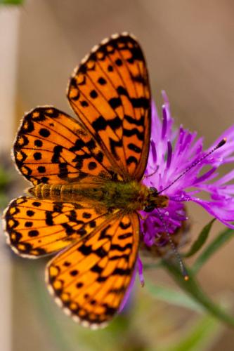 Boloria selene