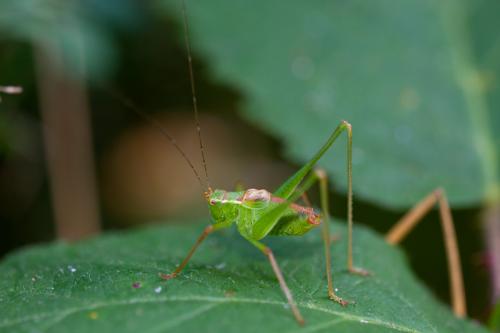 Réf. 169 392 : Leptophyes punctatissima