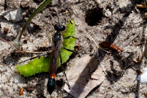 Ammophila sabulosa