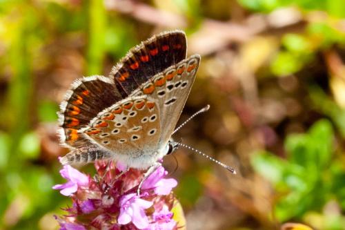 Réf. 169 403 : Aricia agestis