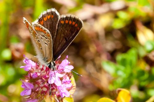 Réf. 169 405 : Aricia agestis