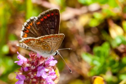 Réf. 169 404 : Aricia agestis