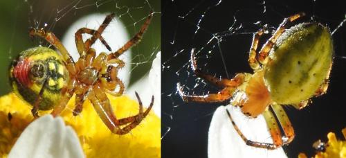 Araniella alpica