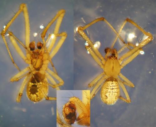 Theridion uhligi