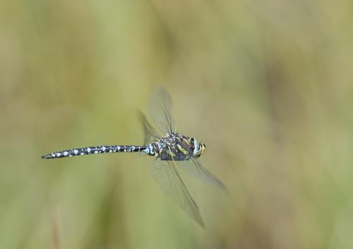Réf. 169 082 : Aeshna juncea