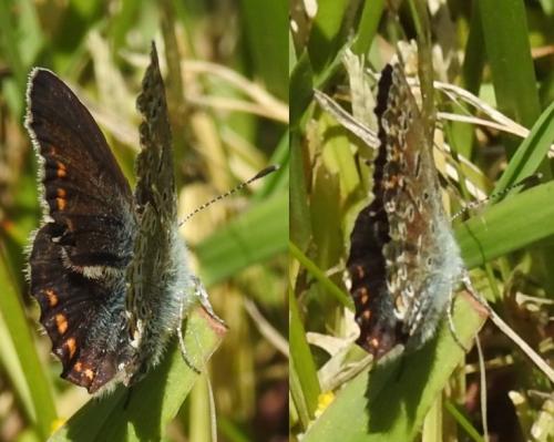 Polyommatus icarus
