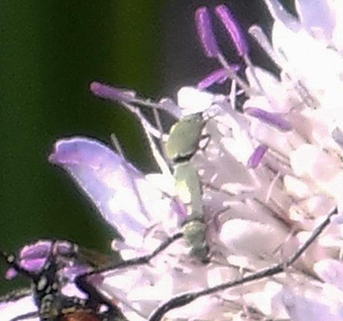 Danacea sp.