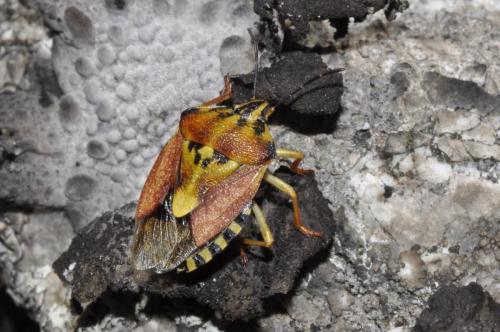 Carpocoris pudicus