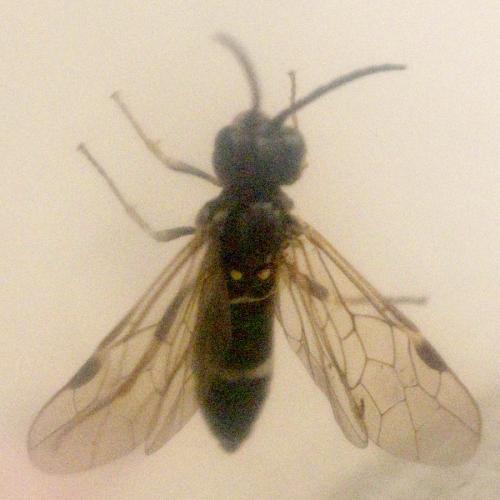 Emphytus cinctus
