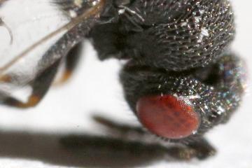 Eurytominae