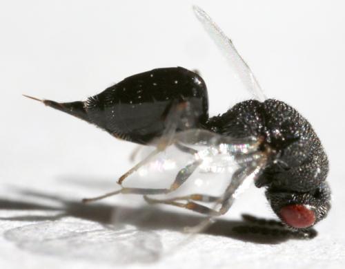 Réf. 169 466 : Eurytominae inconnu