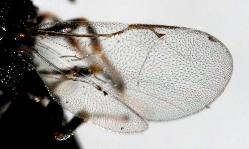 Réf. 169 538 : Eurytominae inconnu