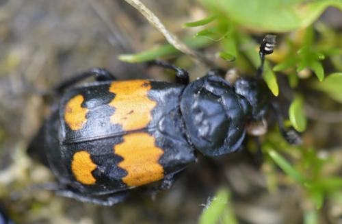 Réf. 169 518 : Nicrophorus vespilloides