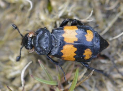 Réf. 169 519 : Nicrophorus vespilloides
