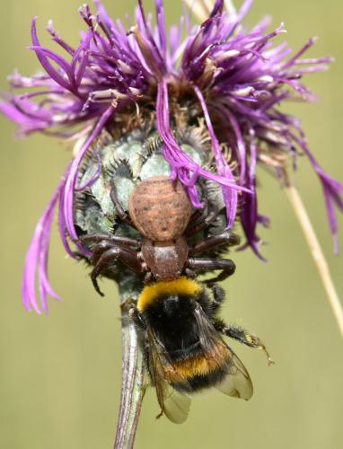 Xysticus sp.