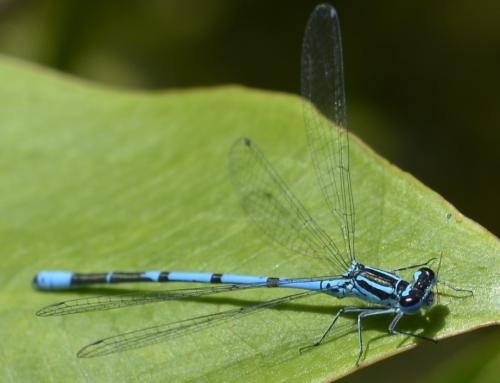Coenagrion puella