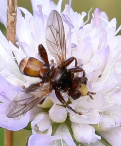 Réf. 169 565 : Sicus sp.