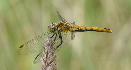 Sympetrum sanguineum