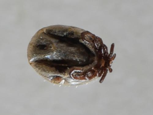 Ixodes ricinus