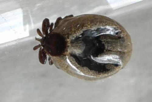 Réf. 169 563 : Ixodes ricinus