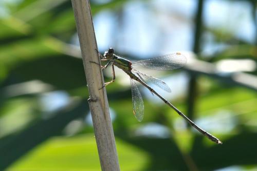 Chalcolestes viridis