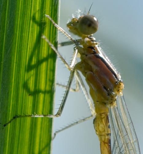 Réf. 169 644 : Enallagma cyathigerum