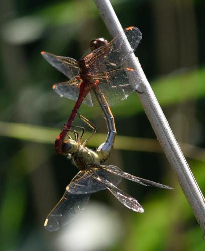 Réf. 169 350 : Sympetrum meridionale
