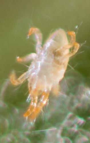 Réf. 169 577 : Tetranychus urticae