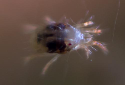 Réf. 169 578 : Tetranychus urticae