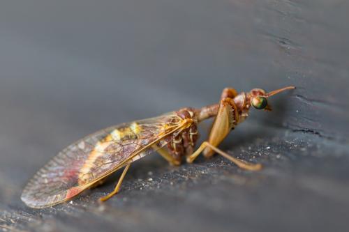 Réf. 169 195 : Mantispa styriaca