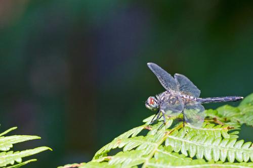 Leucorrhinia albifrons