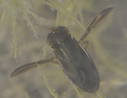 Corixa punctata