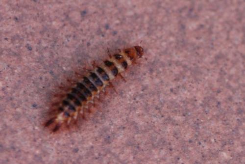 Drilus flavescens