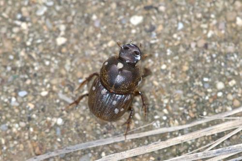 Réf. 169 149 : Onthophagus sagittarius