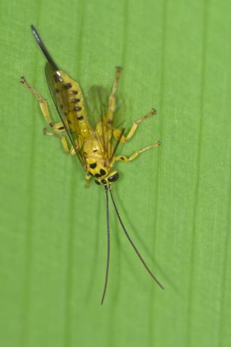 Xanthopimpla sp.
