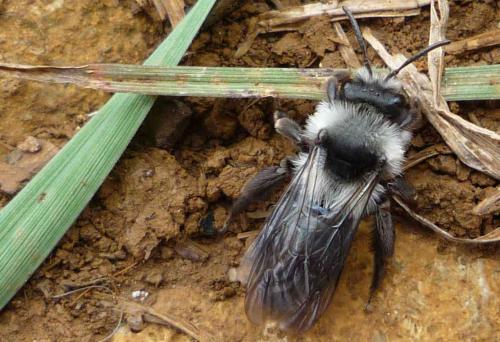 Andrena cineraria
