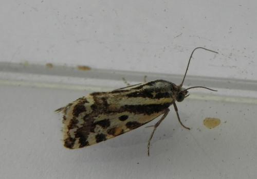 Réf. 169 171 : Acontia trabealis