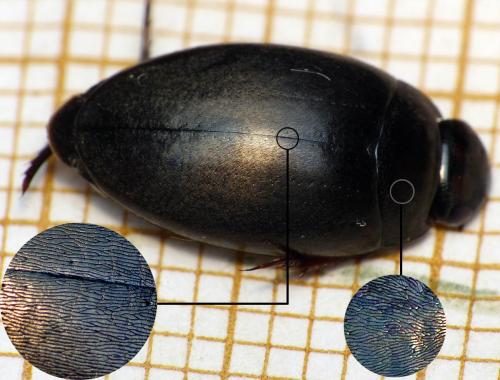 Agabus bipustulatus