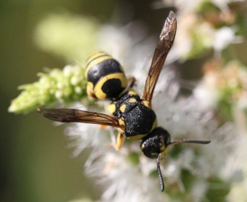 Réf. 169 880 : Euodynerus sp.