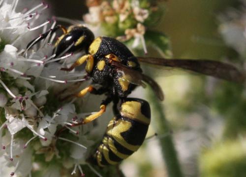 Euodynerus sp.