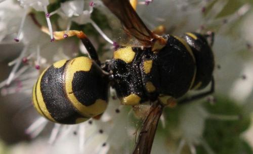 Euodynerus sp.