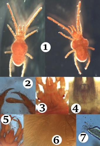 Réf. 169 941 : Allothrombium pergrande