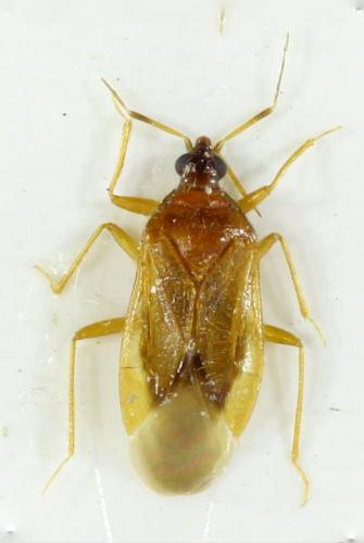 Amphiareus obscuriceps