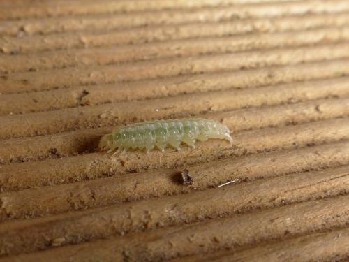 Réf. 169 815 : Anania stachydalis