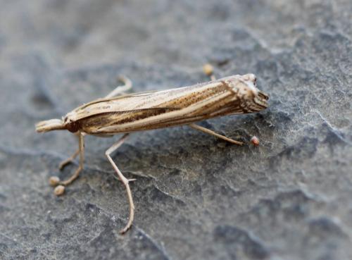 Ancylolomia sp.