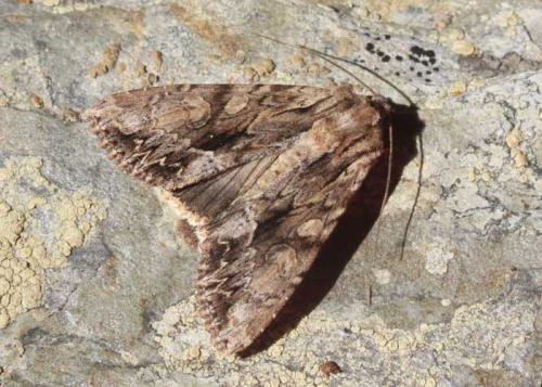 Réf. 169 764 : Apamea monoglypha