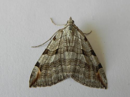 Réf. 169 073 : Aplocera plagiata