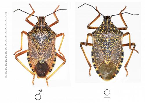 Réf. 169 231 : Apodiphus integriceps