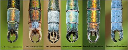 Lestes divers